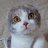 HatoL